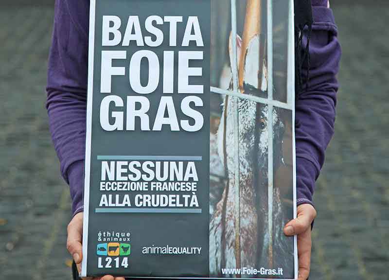 Tutti contro il foie gras. No alla tortura delle oche Tutti contro il foie gras. No alla tortura delle oche