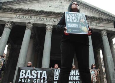 Tutti contro il foie gras. No alla tortura delle oche