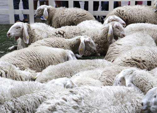 Italia ai vertici europei per Igp e Dop. Il Pecorino di Crotone ultimo arrivo Italia ai vertici europei per Igp e Dop. Il Pecorino di Crotone ultimo arrivo