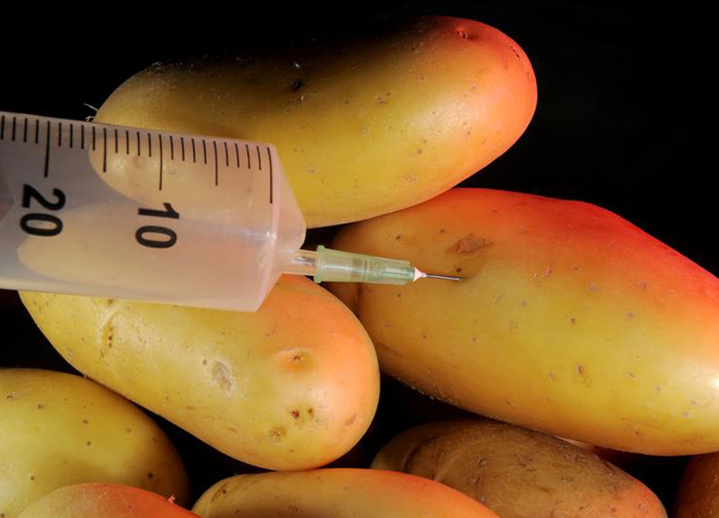 Ogm, primo via libera Ue alla libertà di divieto Ogm, primo via libera Ue alla libertà di divieto