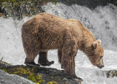 L’Europa? È il rifugio dei grandi animali carnivori