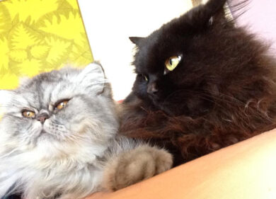 Seppellire gli animali nelle tombe di famiglia: la proposta di legge