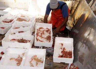 Astici e ostriche, buoni… da buttare. “Pescheria rumena”, tutto sequestrato