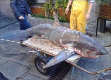 Camogli, catturato squalo gigante. Foto