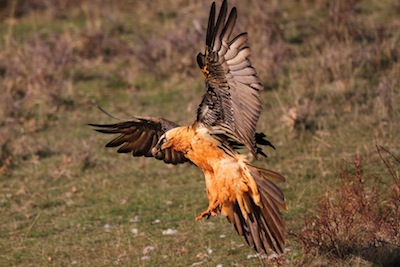 Lush sostiene Lipu: “Chi salverà il brutto anatroccolo?”