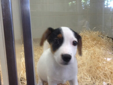 Ricerca scientifica: ok dalla Regione a metodi alternativi all’uso di animali