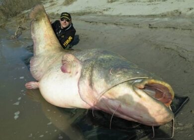 Dalle acque del Po emerge un “mostro”: pescato pesce siluro di 127 chili