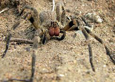 Ragni giganti mangia-testicoli stanno per invadere l’Italia!
