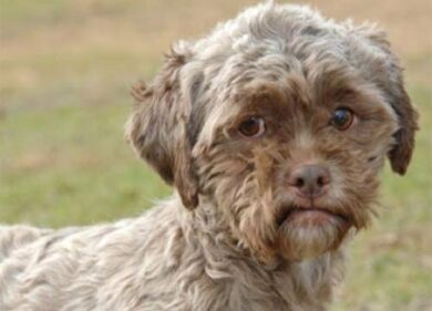 Cani e gatti: libero accesso ai cimiteri di Milano