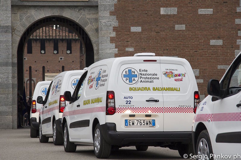 Il Leone corre in soccorso degli animali Il Leone corre in soccorso degli animali
