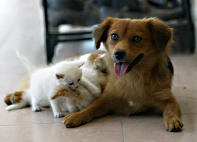 I cani come lo yogurt: Fido ha un effetto probiotico