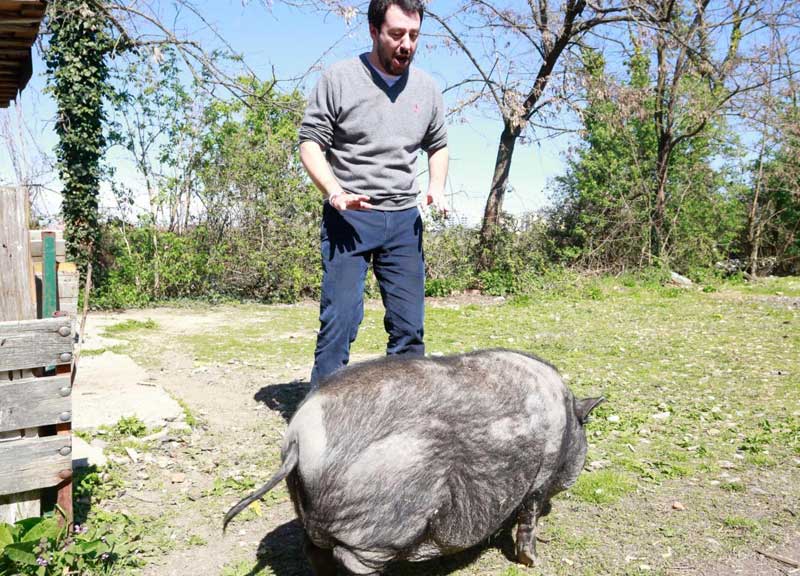 Salvini, selfie col maiale. Ma è costretto a scappare Salvini, selfie col maiale. Ma è costretto a scappare