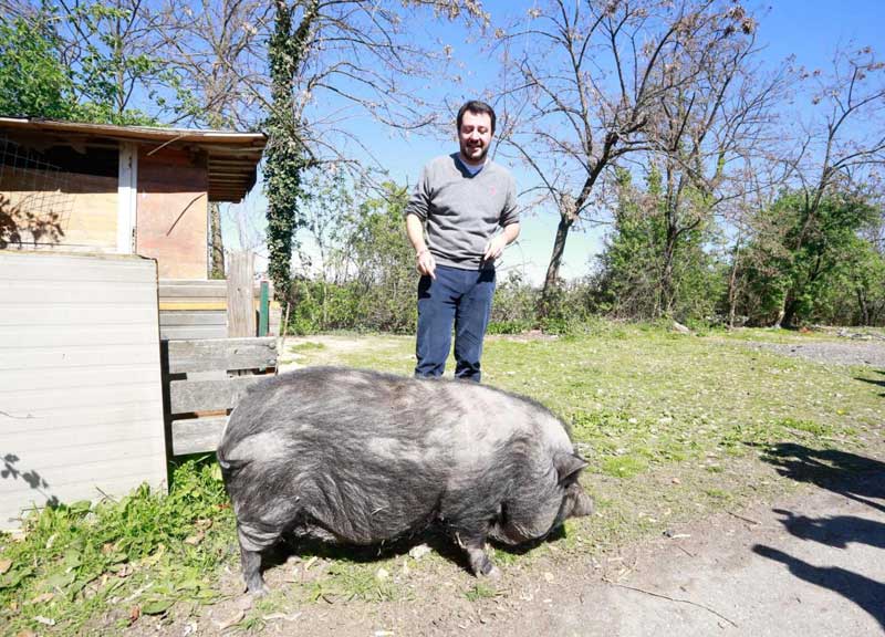 Salvini, selfie col maiale. Ma è costretto a scappare Salvini, selfie col maiale. Ma è costretto a scappare