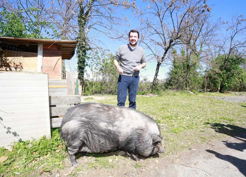 Salvini, selfie col maiale. Ma è costretto a scappare Salvini, selfie col maiale. Ma è costretto a scappare