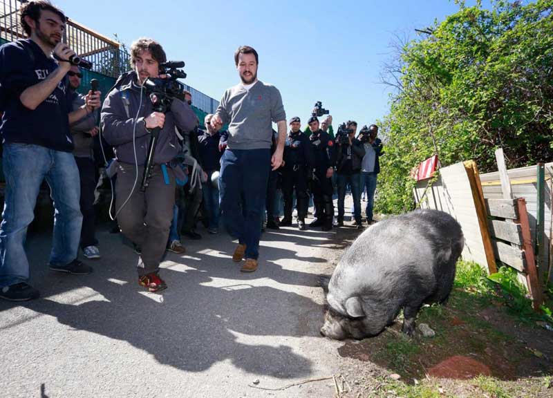 Salvini, selfie col maiale. Ma è costretto a scappare Salvini, selfie col maiale. Ma è costretto a scappare