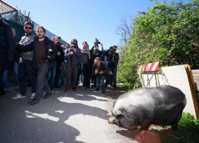 Salvini, selfie col maiale. Ma è costretto a scappare