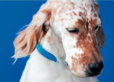 A Milano Miart compie 20 anni: largo agli stranieri