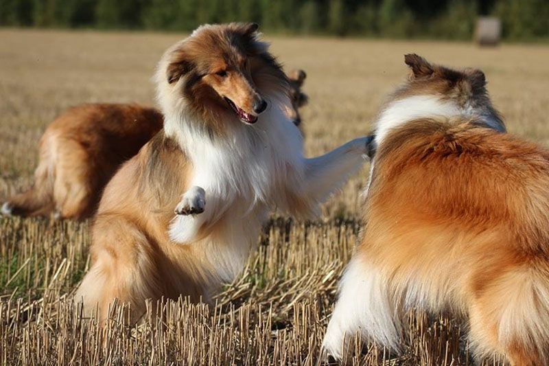 Cani di razza, Milano capitale mondiale della cinofilia