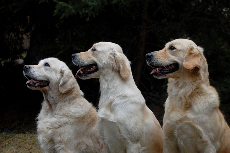 Cani di razza, Milano capitale mondiale della cinofilia