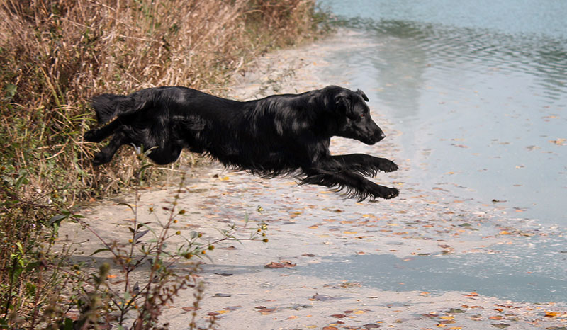 Cani di razza, Milano capitale mondiale della cinofilia