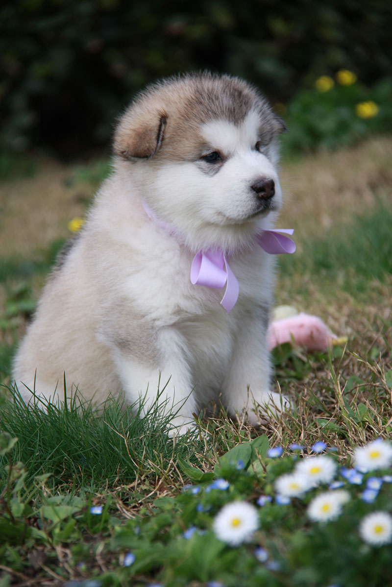 Cani di razza, Milano capitale mondiale della cinofilia