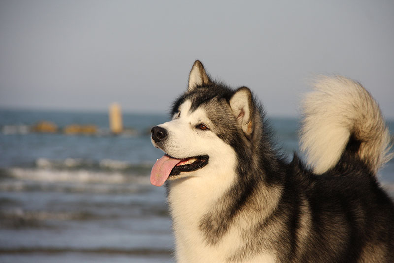 Cani di razza, Milano capitale mondiale della cinofilia