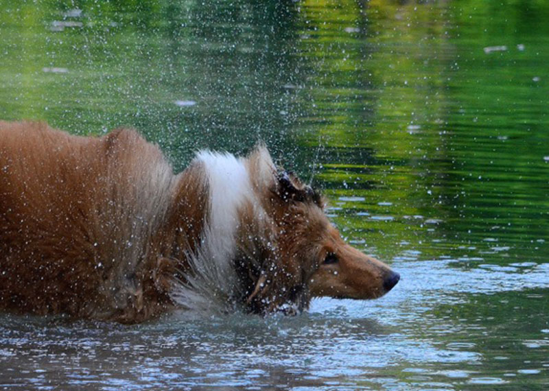 Cani di razza, Milano capitale mondiale della cinofilia