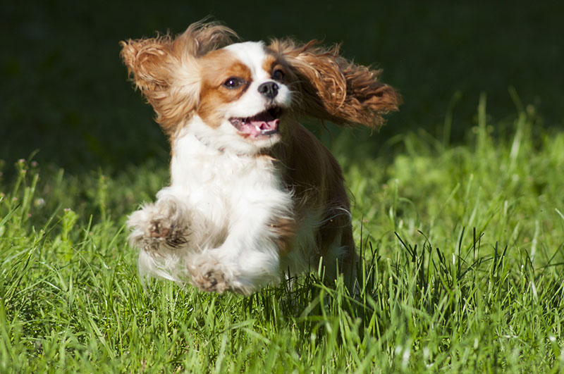 Cani di razza, Milano capitale mondiale della cinofilia