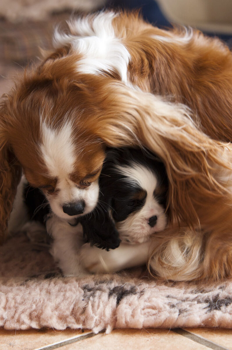 Cani di razza, Milano capitale mondiale della cinofilia