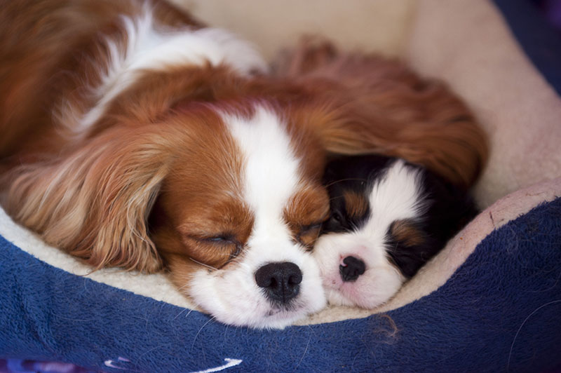 Cani di razza, Milano capitale mondiale della cinofilia