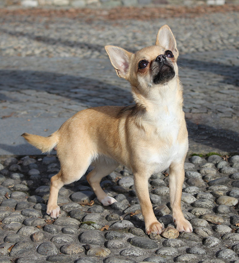 Cani di razza, Milano capitale mondiale della cinofilia