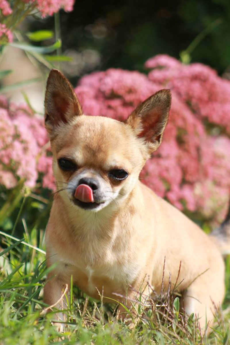 Cani di razza, Milano capitale mondiale della cinofilia