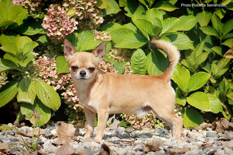 Cani di razza, Milano capitale mondiale della cinofilia
