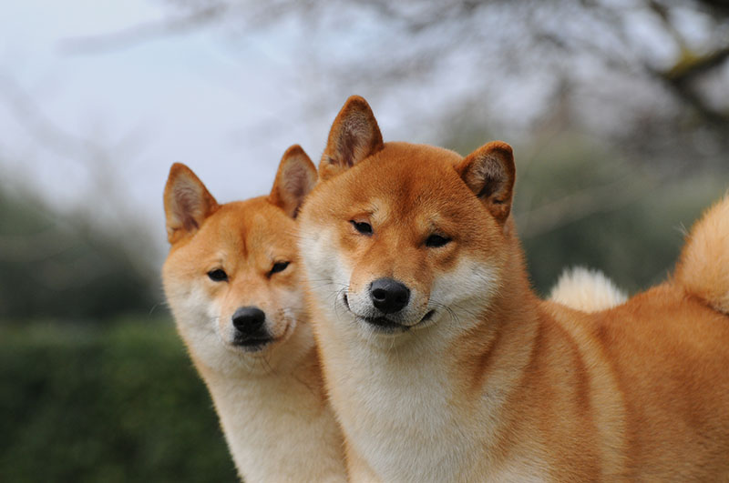 Cani di razza, Milano capitale mondiale della cinofilia