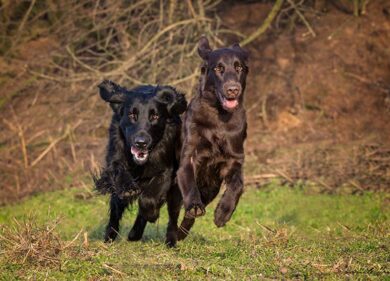 Cani di razza, Milano capitale mondiale della cinofilia