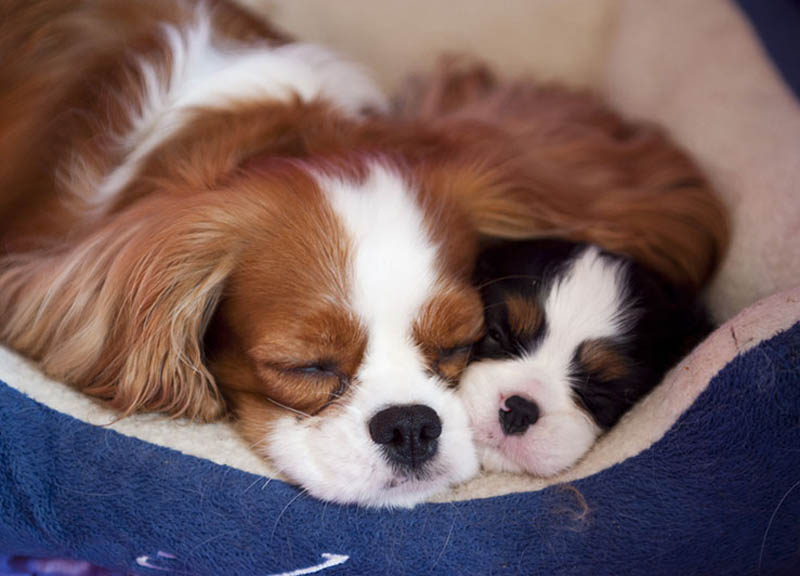 Cani di razza, Milano capitale mondiale della cinofilia