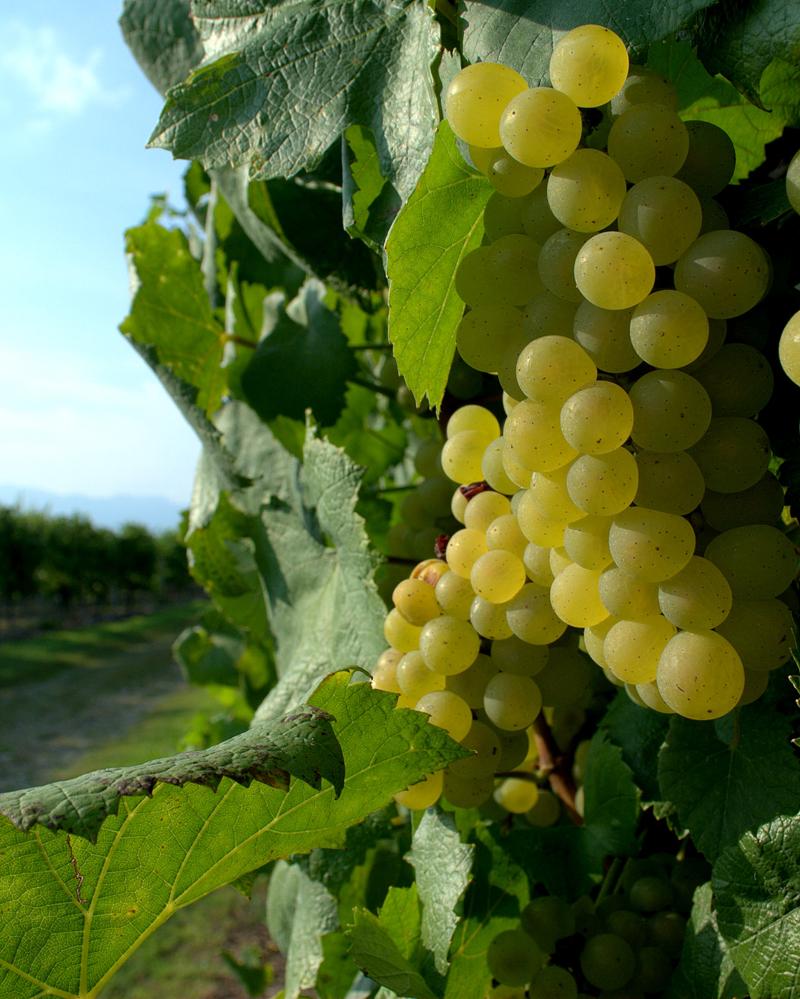 Generali/ Genagricola punta sui vini. Ecco la strategia di Marchionne Generali/ Genagricola punta sui vini. Ecco la strategia di Marchionne