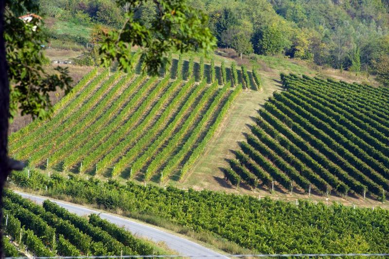 Generali/ Genagricola punta sui vini. Ecco la strategia di Marchionne Generali/ Genagricola punta sui vini. Ecco la strategia di Marchionne