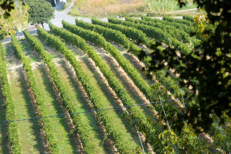 Generali/ Genagricola punta sui vini. Ecco la strategia di Marchionne Generali/ Genagricola punta sui vini. Ecco la strategia di Marchionne