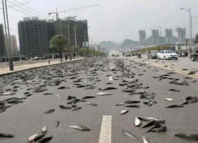 Pioggia di pesci dal cielo in Thailandia. FOTO