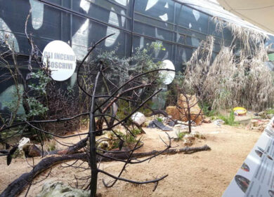 Allarme salmonellosi al Bioparco: 4 contagi. Coppie di leopardi e licaoni in quarantena