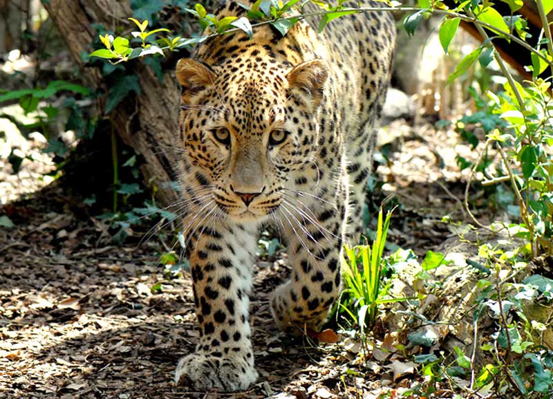Fugge dallo zoo e sbrana passante. Georgia, abbattuta tigre albina Fugge dallo zoo e sbrana passante. Georgia, abbattuta tigre albina