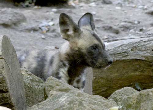 Allarme salmonellosi al Bioparco: 4 contagi. Coppie di leopardi e licaoni in quarantena