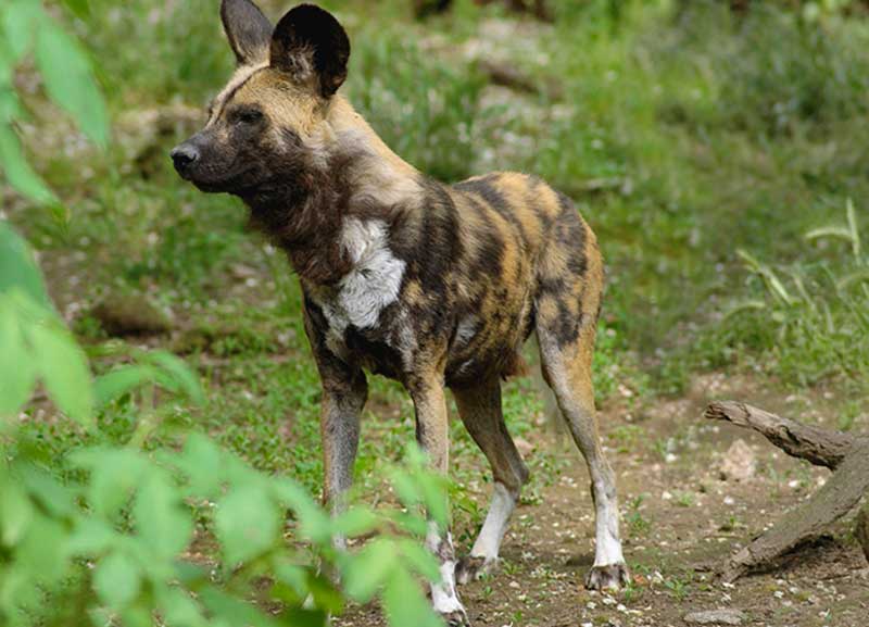 Fugge dallo zoo e sbrana passante. Georgia, abbattuta tigre albina Fugge dallo zoo e sbrana passante. Georgia, abbattuta tigre albina
