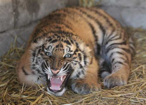 Fugge dallo zoo e sbrana passante. Georgia, abbattuta tigre albina Fugge dallo zoo e sbrana passante. Georgia, abbattuta tigre albina