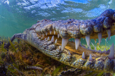 Fugge dallo zoo e sbrana passante. Georgia, abbattuta tigre albina