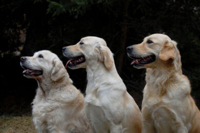In Cina il Festival della carne di cane. Nel mondo parte la rivolta