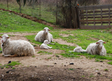 Clonazione animali, l’Ue dice basta. “Non vogliamo più pecore Dolly”