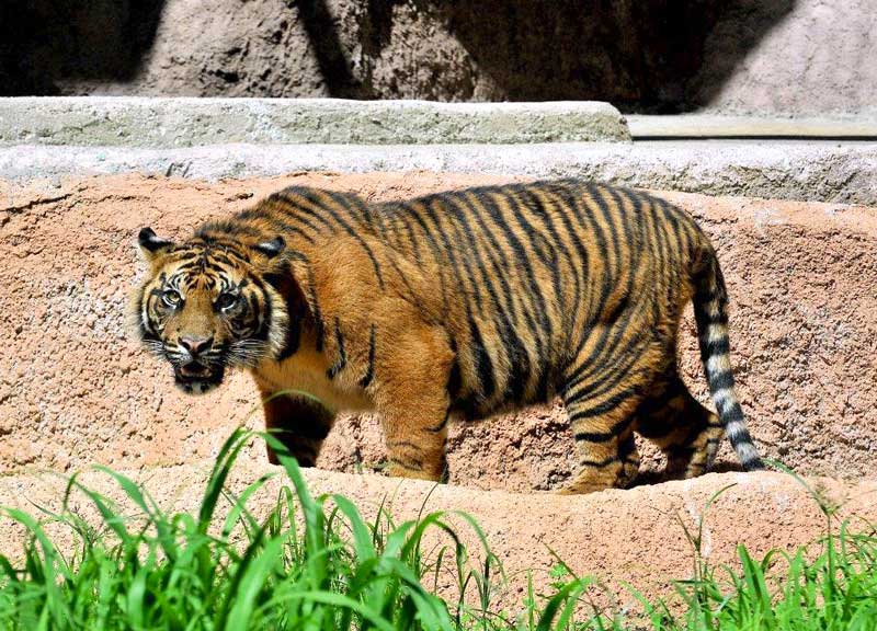 In quest’area nessuno caccerà le tigri. Bioparco, rocce e torrenti come a Sumatra In quest’area nessuno caccerà le tigri. Bioparco, rocce e torrenti come a Sumatra