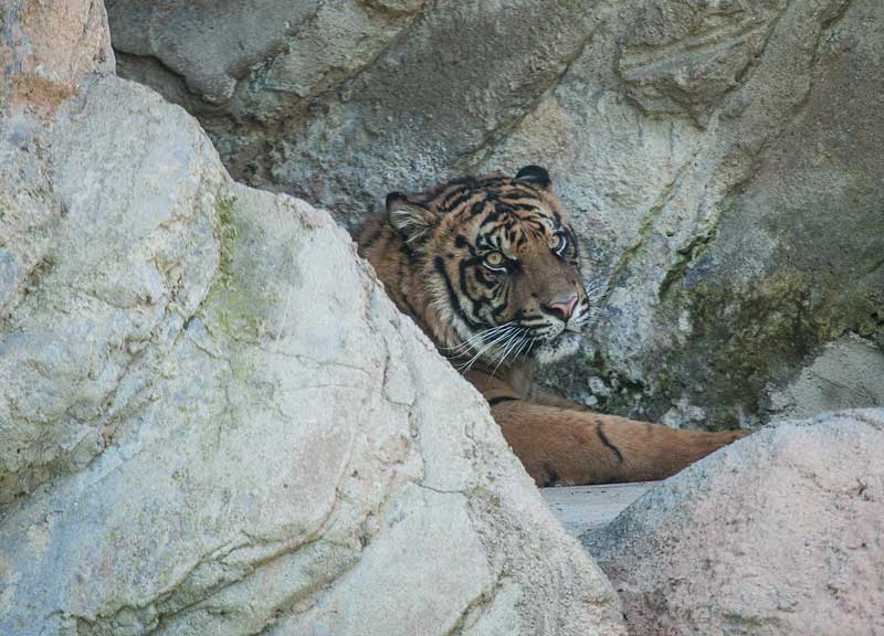 In quest’area nessuno caccerà le tigri. Bioparco, rocce e torrenti come a Sumatra In quest’area nessuno caccerà le tigri. Bioparco, rocce e torrenti come a Sumatra